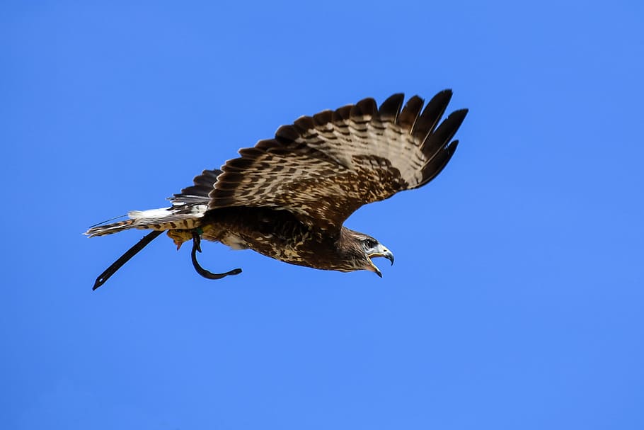 buzzard, raptor, flight, bird, sky, blue, animal, animal themes HD wallpaper