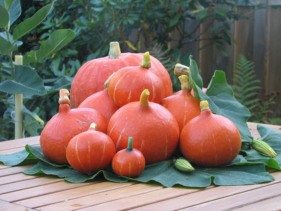 pumpkin, fruit, autumn, food and drink, healthy eating, wellbeing HD wallpaper