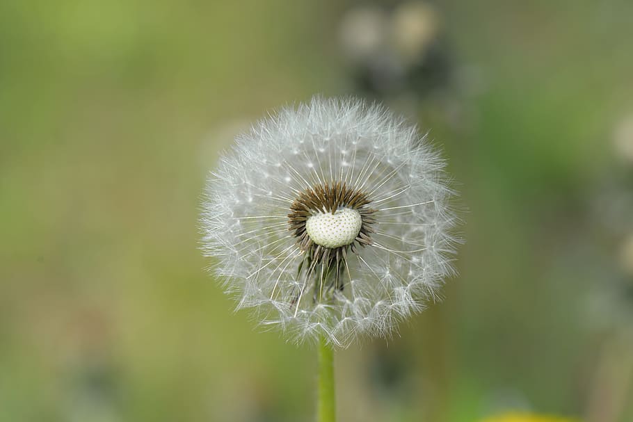 Dandelion, Seeds, nature, flower, plant, close-up, summer, macro HD wallpaper