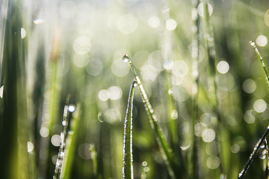 selective focus and bokeh photography of green plant, morning HD wallpaper