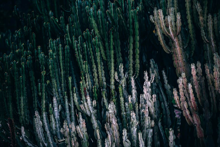 close-up of green cactus plant lot, nature, landscape, trees HD wallpaper