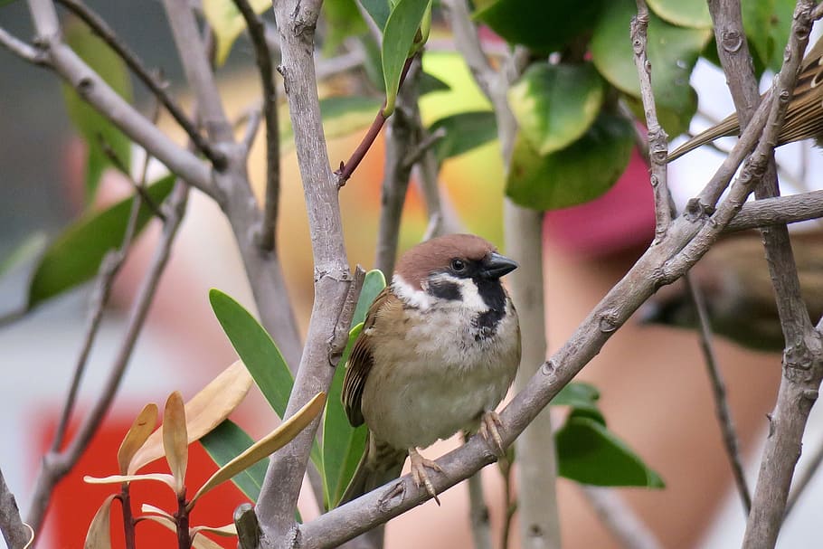 nature, tree, bird, outdoor, wildlife, compact, close-up, animal HD wallpaper