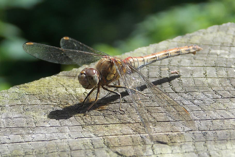 dragonfly, insect, bug, close up, nature, dragonflies, animal HD wallpaper