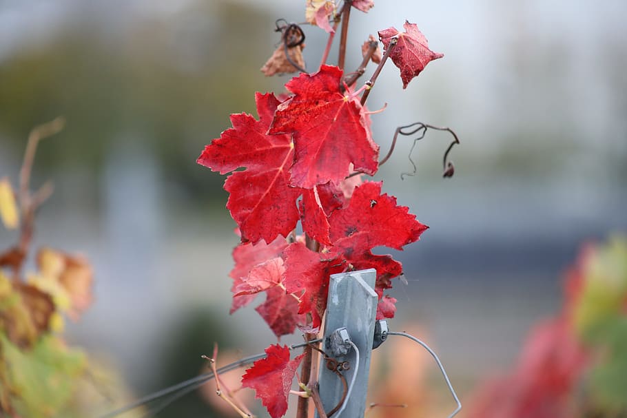 vine, leaf, red, nature, autumn, vineyard, plant part, close-up HD wallpaper