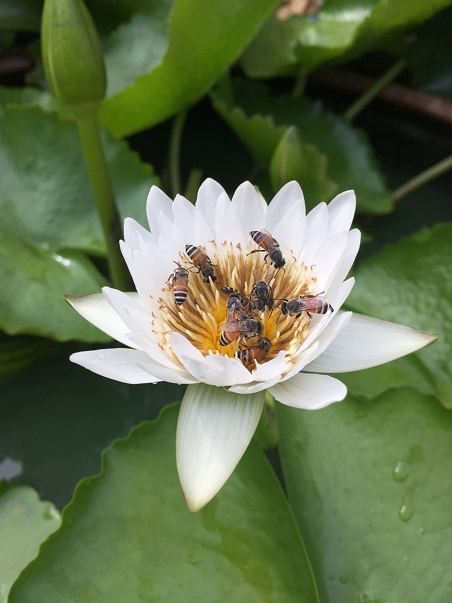 flower, bee, white, insects, flowering plant, beauty in nature HD wallpaper