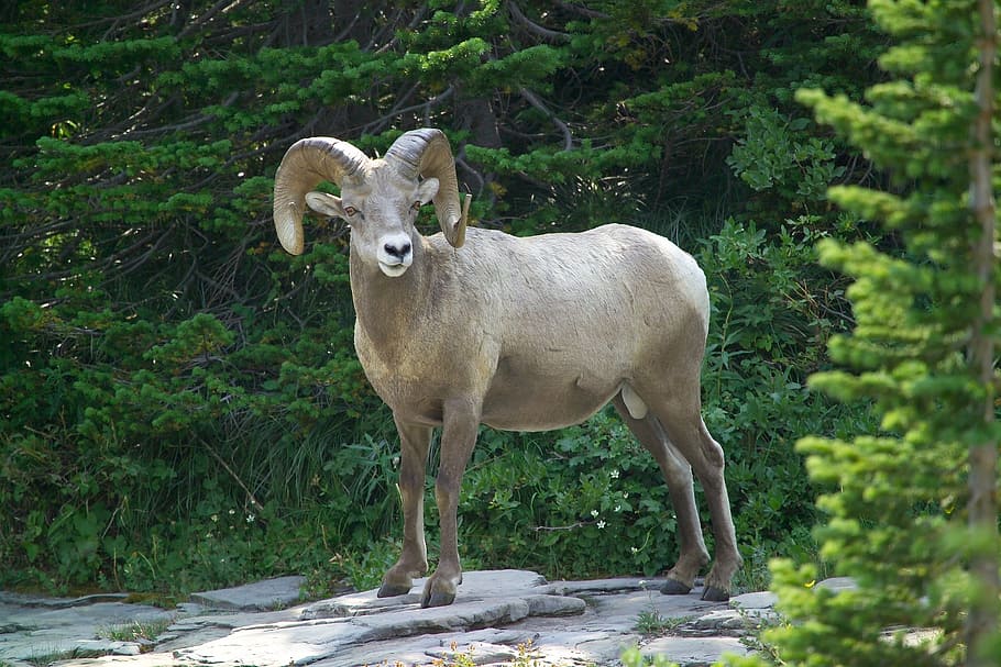 mountain goat surrounded by green leaf trees, big horn sheep, HD wallpaper