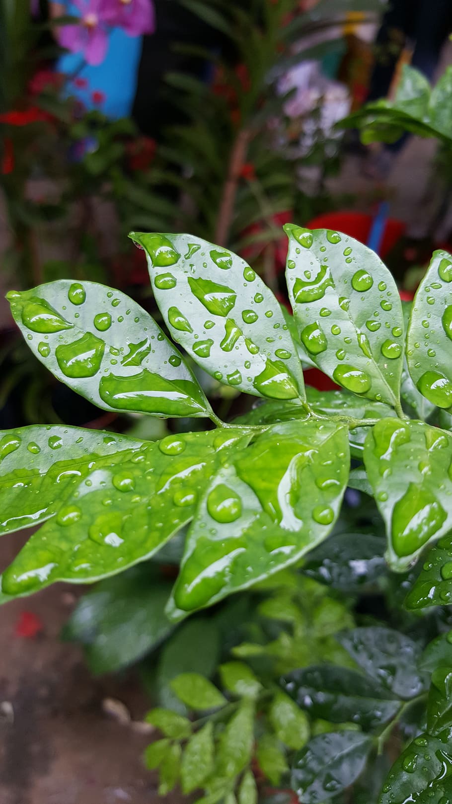 leaf, rain drop, nature, water, green, plant, summer, spring HD wallpaper