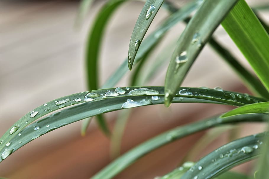 Алоэ и влажное. Дождевая Лилия. Фото лилии цветок с капельками. Алмазный лист фото. Aloe and Water Drops.