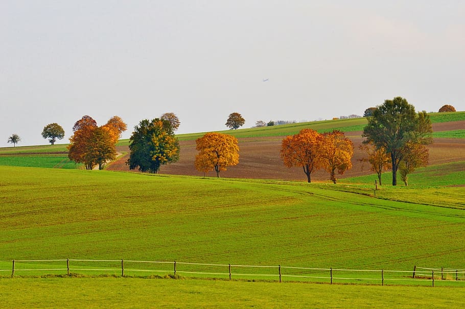brown and green trees on grass field, landscape, autumn, nature HD wallpaper