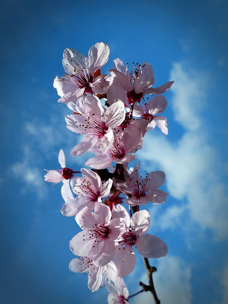 cherry, blossom, bloom, cherry blossom, sky, spring, pink, japanese cherry
