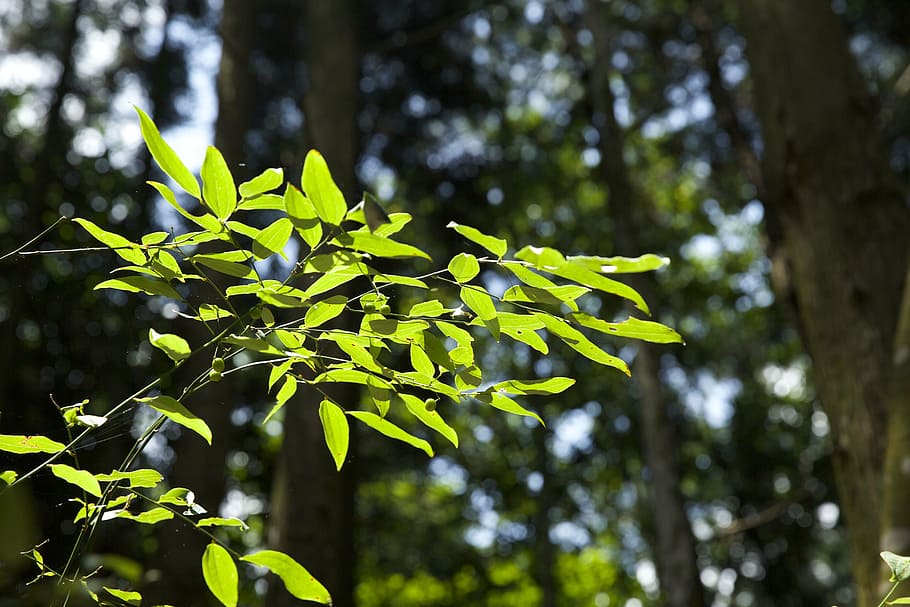 green leaf, woods, the scenery, plant, growth, tree, plant part HD wallpaper