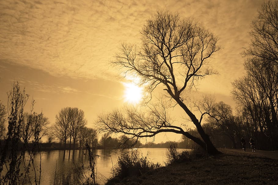 black tree near body of water under white sky, river, banks HD wallpaper