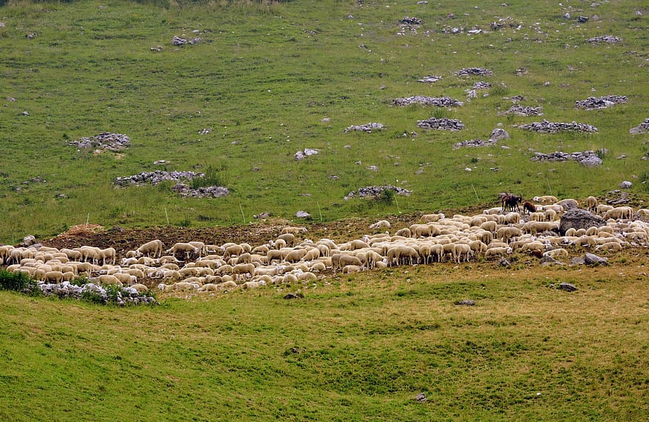 flock, sheep, prato, green, mountain, animal, grass, animal themes HD wallpaper