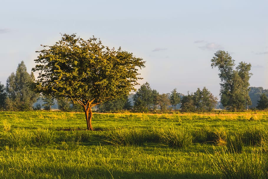 landscape, nature, tree, panorama, grass, field, sky, rural HD wallpaper