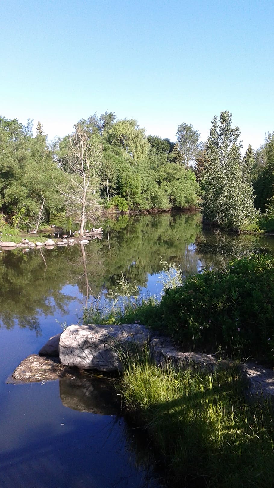 landscape, trees, pond, water, plant, sky, tranquility, reflection HD wallpaper