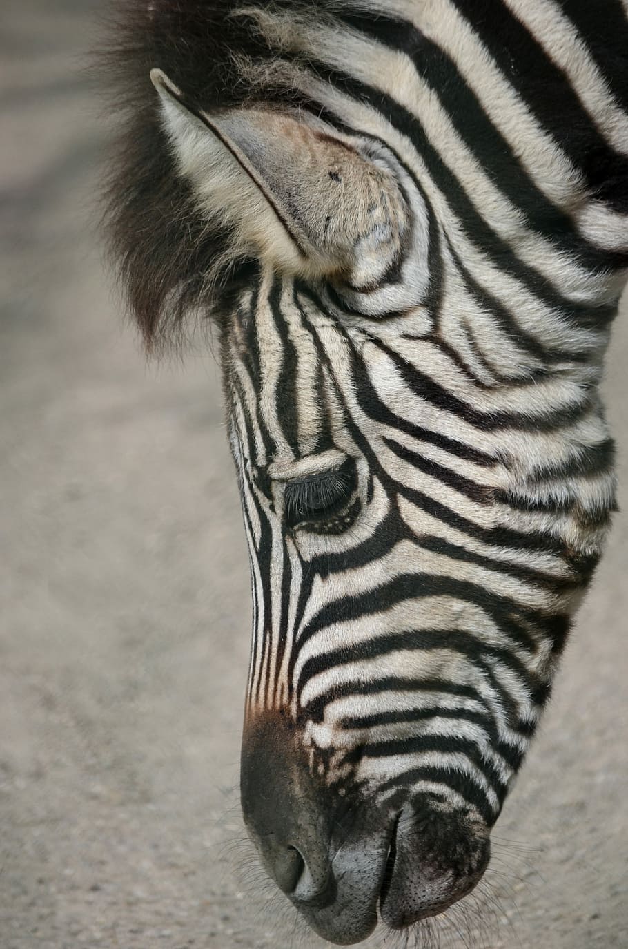 black and white zebra, plains zebra, head, close, steppe, animal HD wallpaper