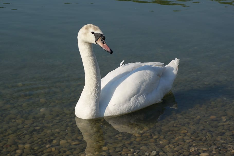 White, Swan, Elegance, Peaceful, Purity, swimming, one animal HD wallpaper