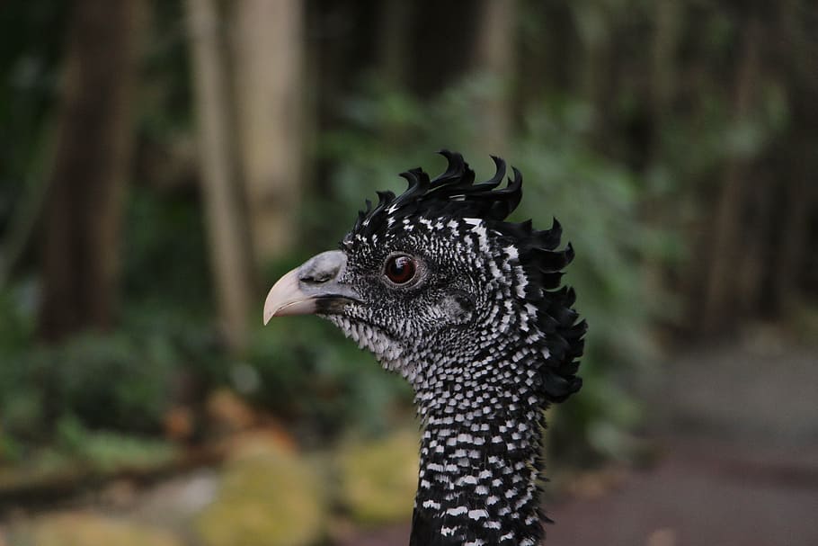 tuberkelhokko, bird, poultry, pheasant, one animal, animal body part HD wallpaper