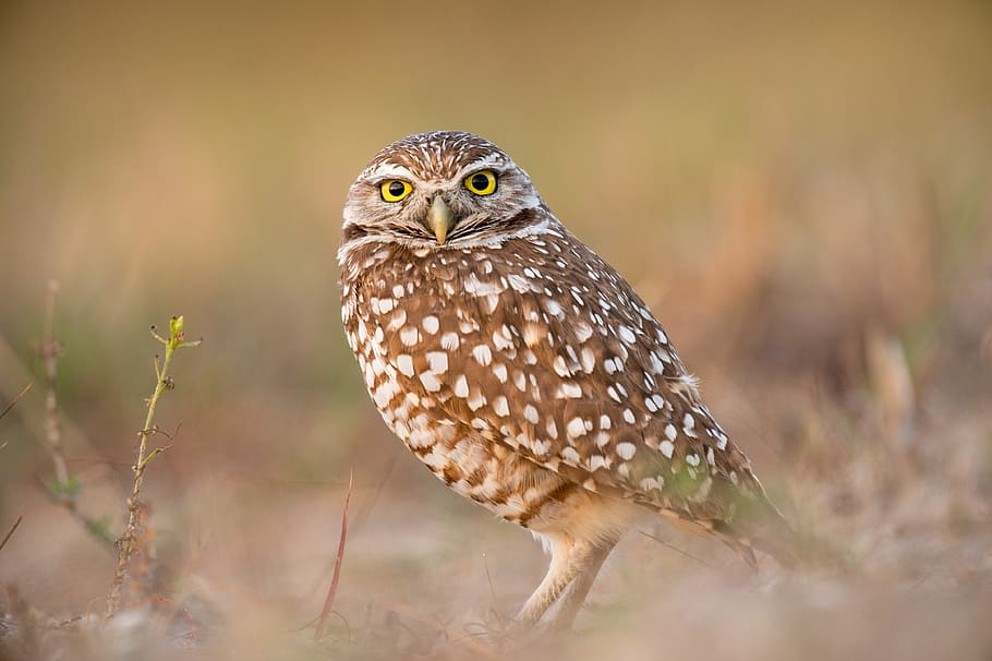 selective focus photo of brown and white owl, bird, beak, feather HD wallpaper