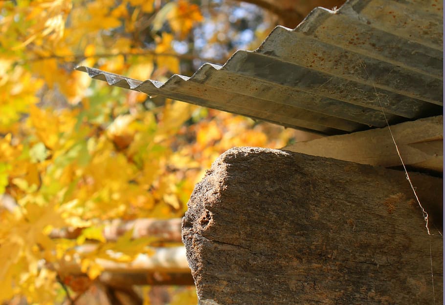 Texture, Autumn, Fall, Design, Nature, leaf, backdrop, pattern HD wallpaper