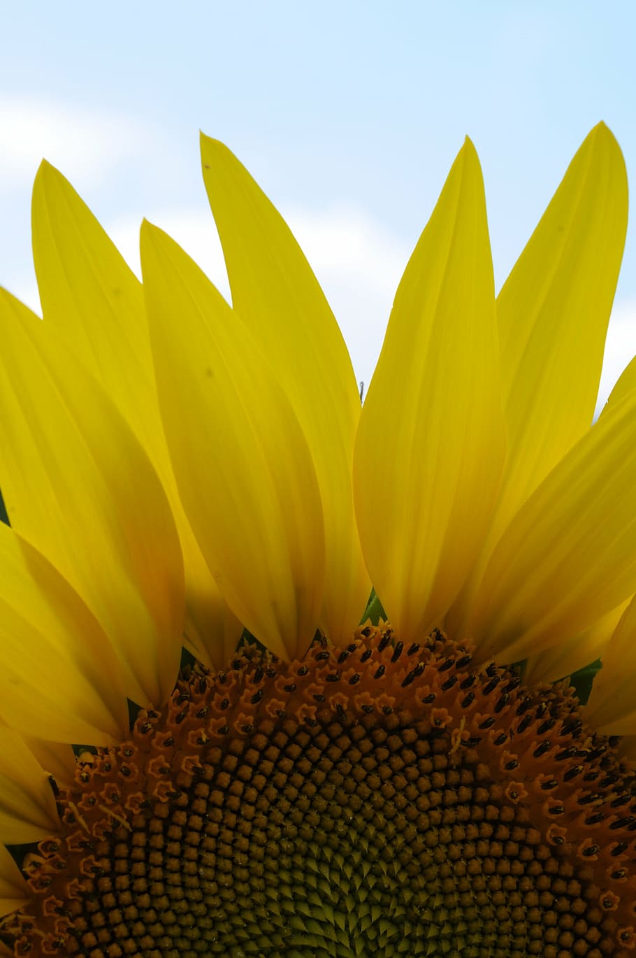 sunflower, sunlight, nature, sunny, summer, field, yellow, sunflower field HD wallpaper