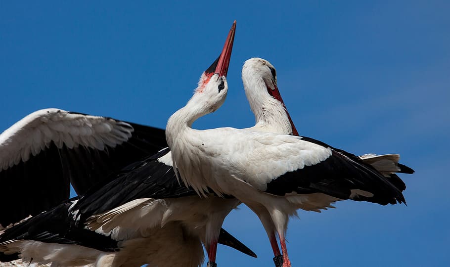 stork, storks, bird, animal, animal world, adult, white stork HD wallpaper