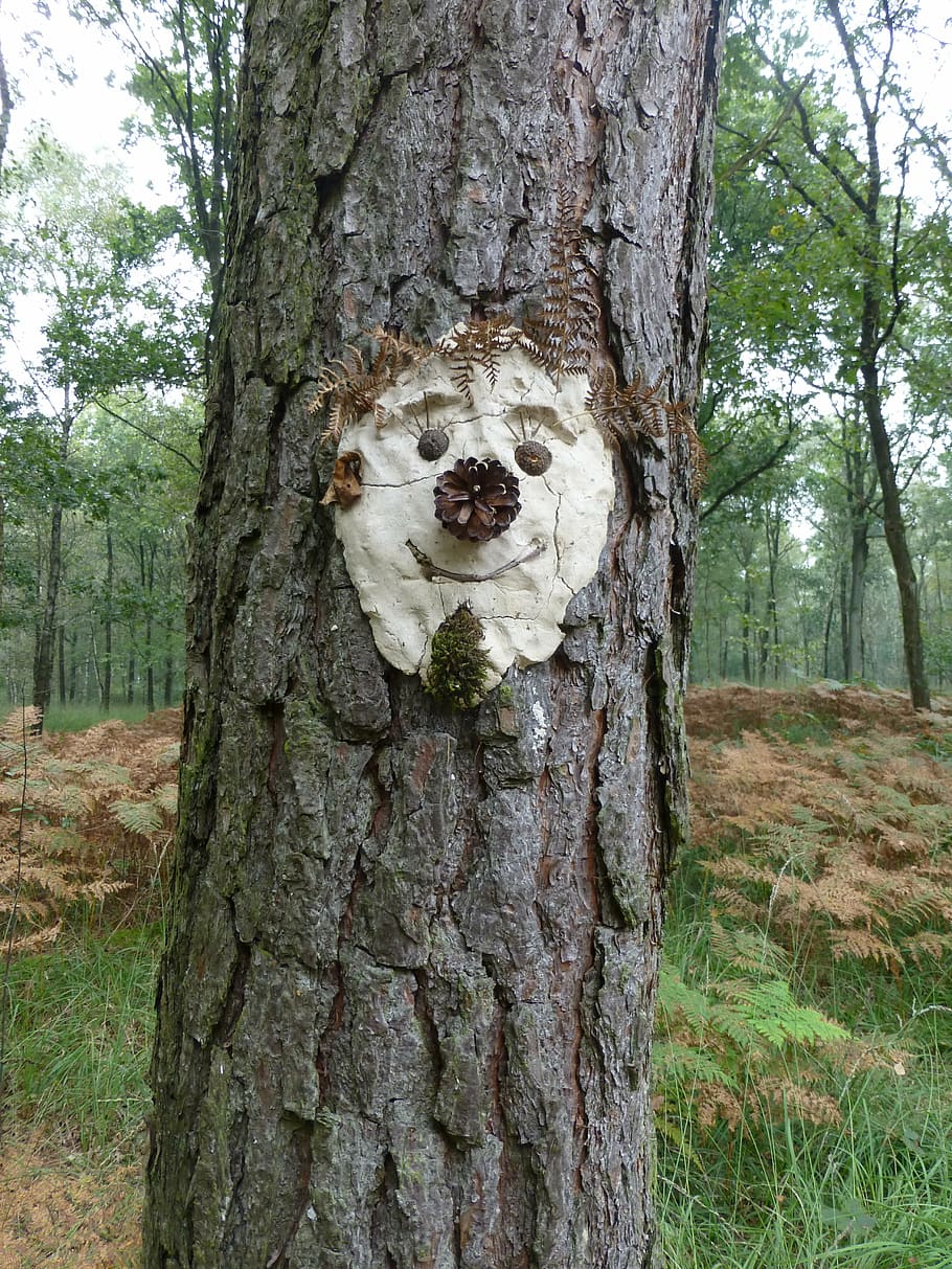 tree face, tree spirit, funny, pine, forest, bark, plant, tree trunk HD wallpaper