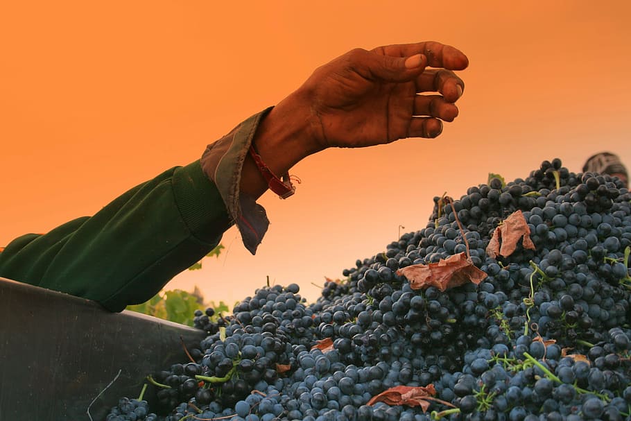 hand, grapes, arm, vineyards, shiraz, harvest, agriculture HD wallpaper