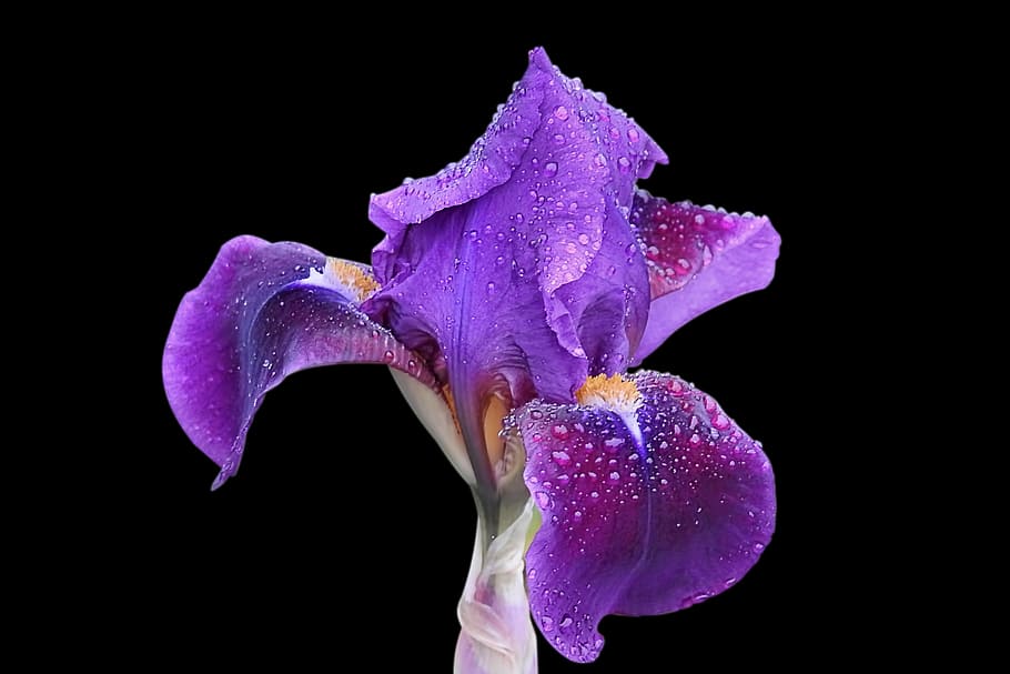 purple petaled flower close-up photo, iris, blossom, bloom HD wallpaper