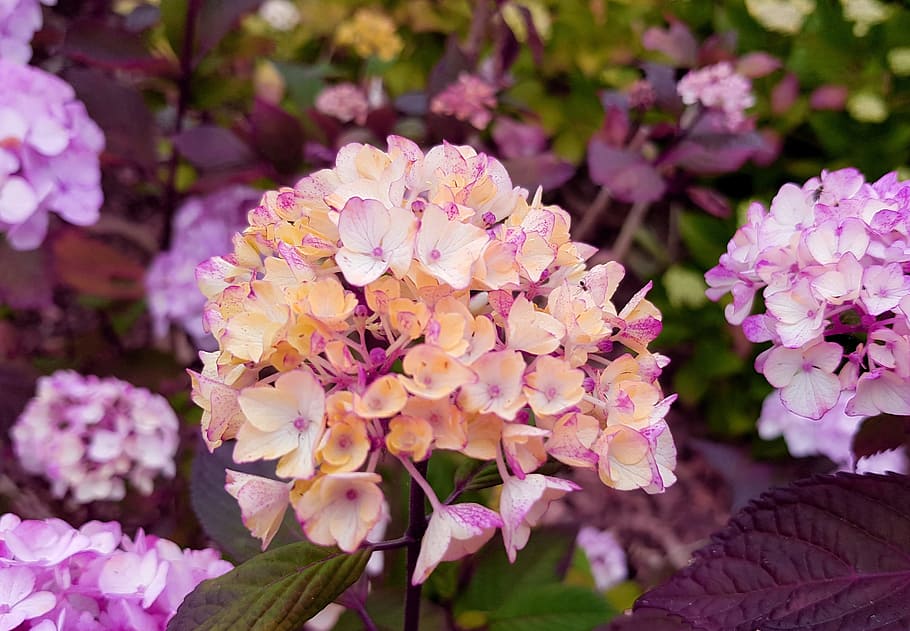 photo of purple petaled flower, hydrangea, hydrangea flower HD wallpaper