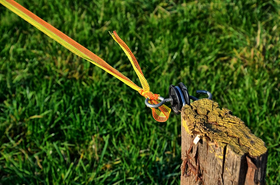 fence, pile, post, wooden posts, pasture, plant, focus on foreground HD wallpaper