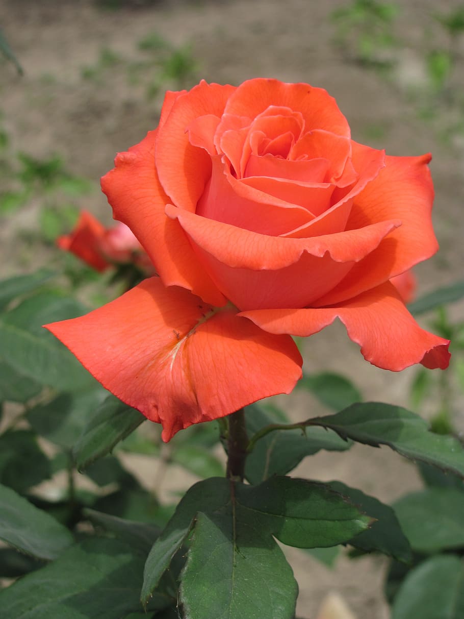 Premium Photo | Bunch of fresh orange roses floral background
