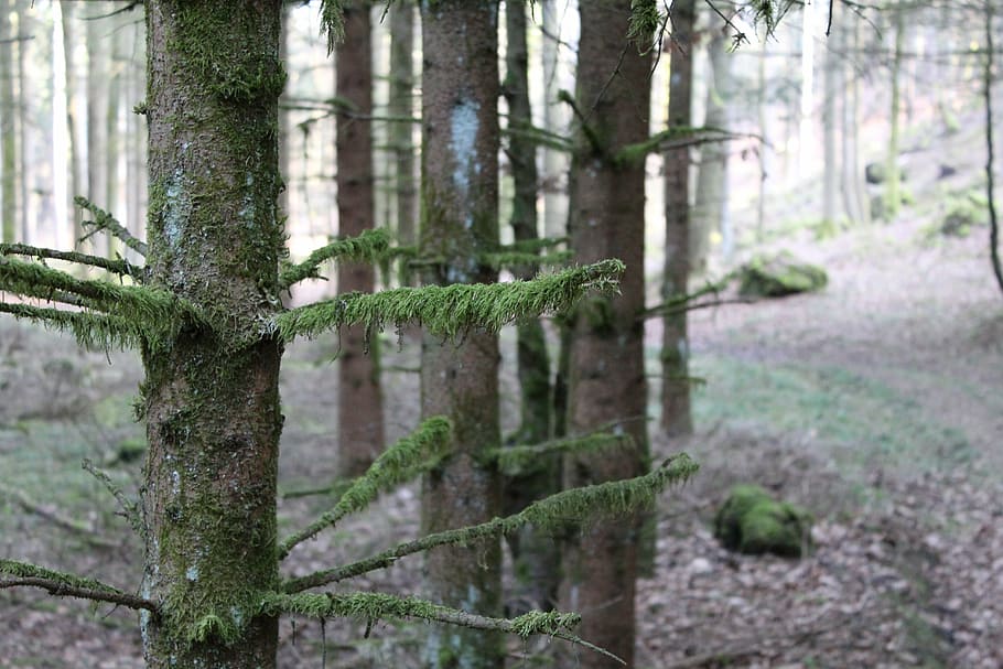 forest, tree, moss, aesthetic, nature, green, plant, trunk HD wallpaper