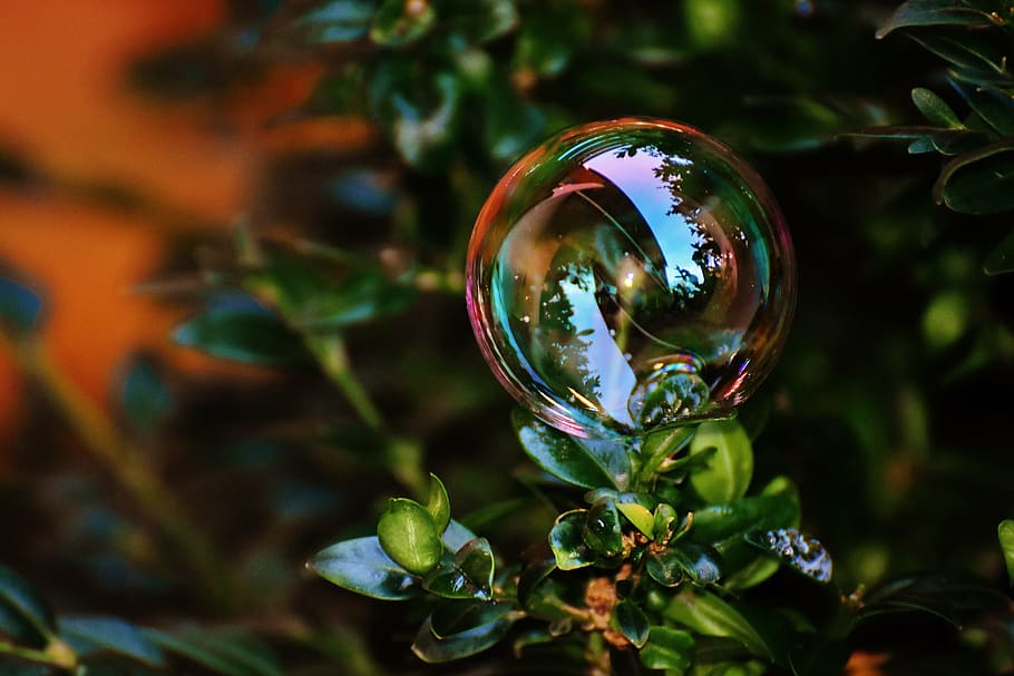 soap bubble, colorful, buxbaum, buxus, balls, soapy water, make soap bubbles HD wallpaper