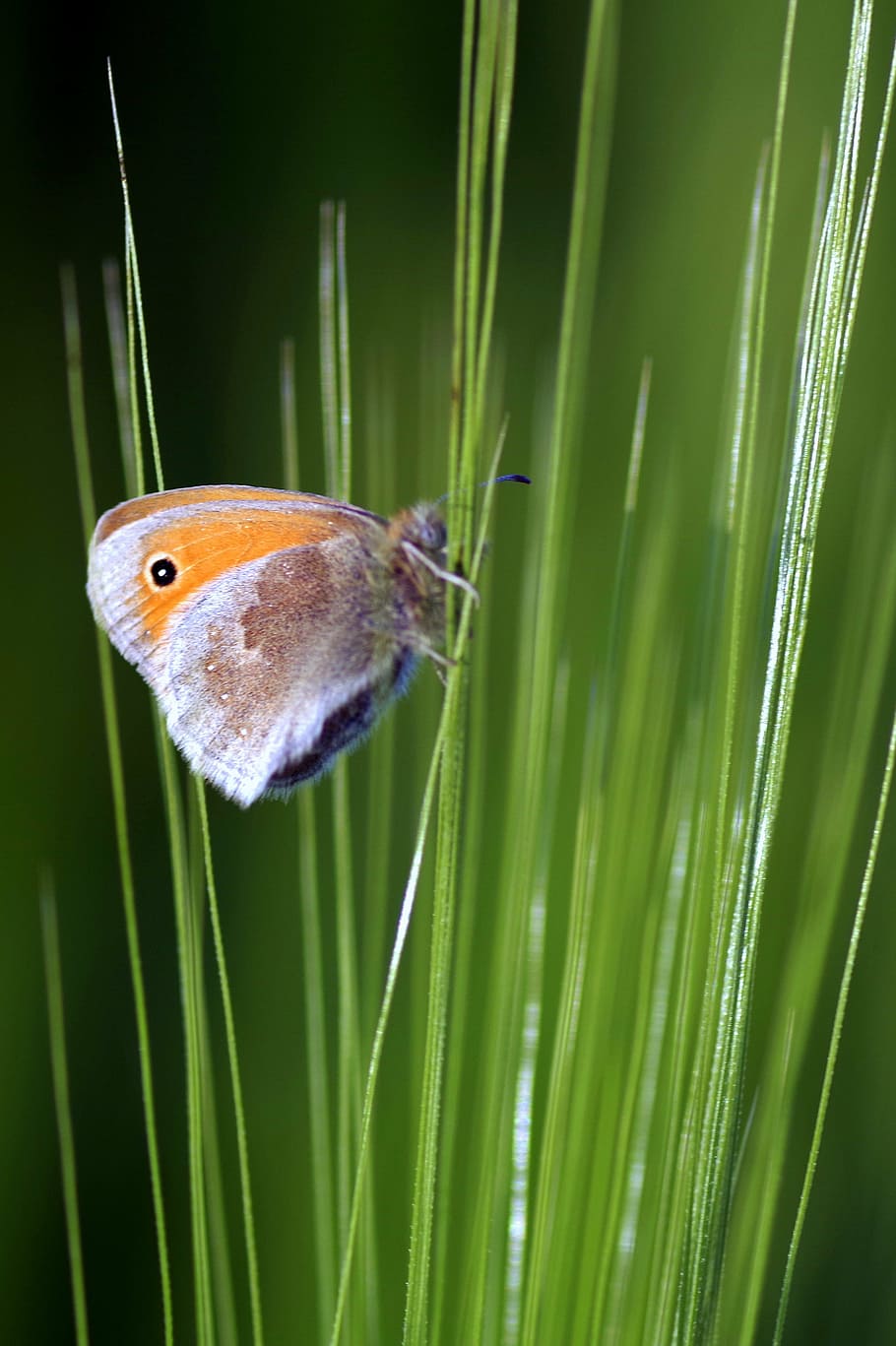 butterfly, grass, blades, tiny, colored, green, macro, dot HD wallpaper