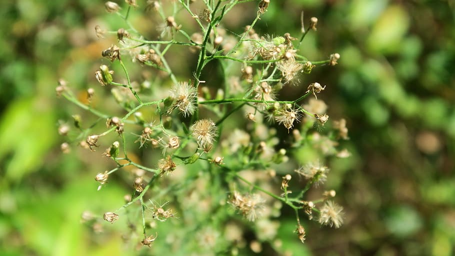 Wild, Grass, Nature, Outdoor, Plant, green, macro, bokeh, growth HD wallpaper