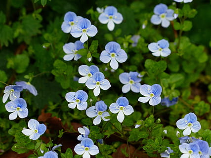 photo of blue flowers, chamaedrys, blossom, bloom, white, light blue HD wallpaper