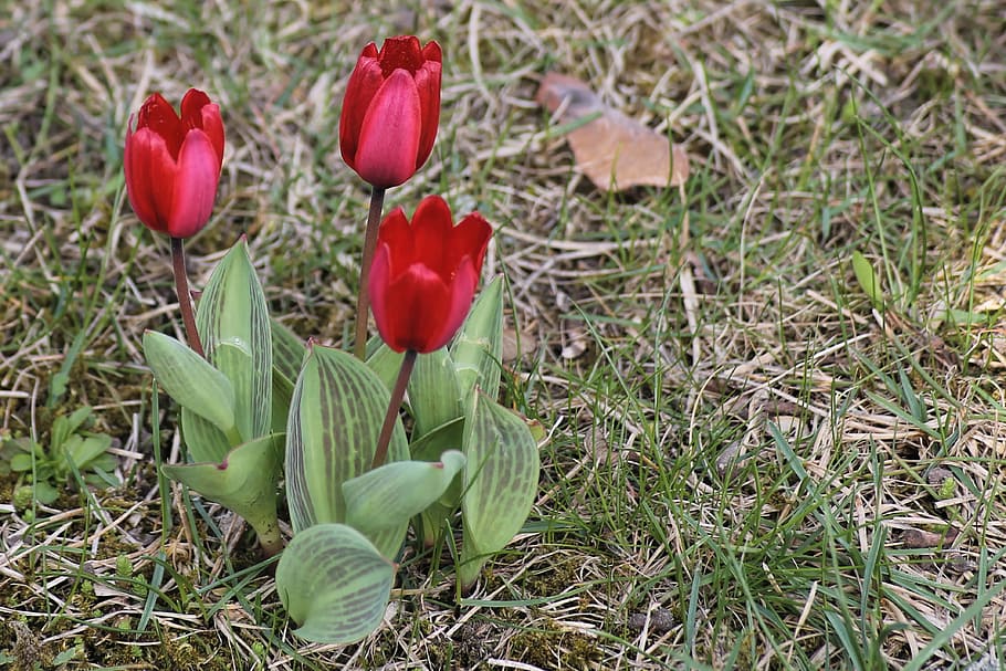 Spring, Meadow, Tulips, Bloom, spring meadow, red, springtime flowers HD wallpaper