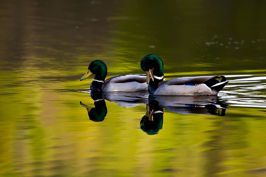water, mallard, birds, animals in the wild, animal wildlife HD wallpaper