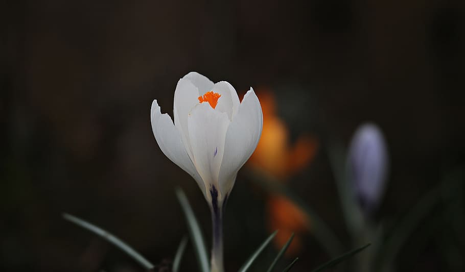 shallow focus photography of white flower, crocus, spring, spring flower, HD wallpaper