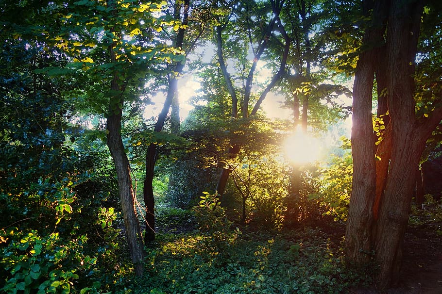 photography of green leafed trees, Forest, Sunlight, Backlight HD wallpaper