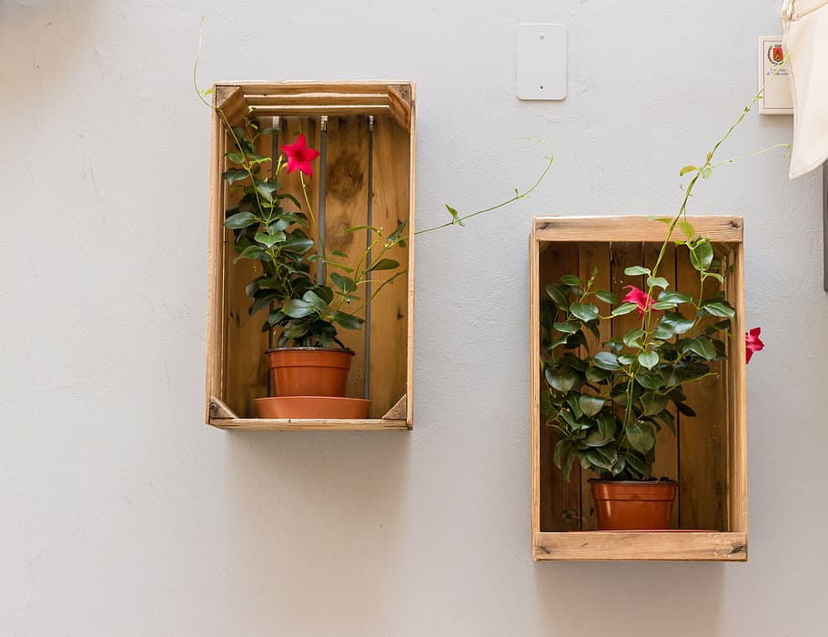 two potted petaled flowers on shelf, flowerpot, box, wall, decoration HD wallpaper