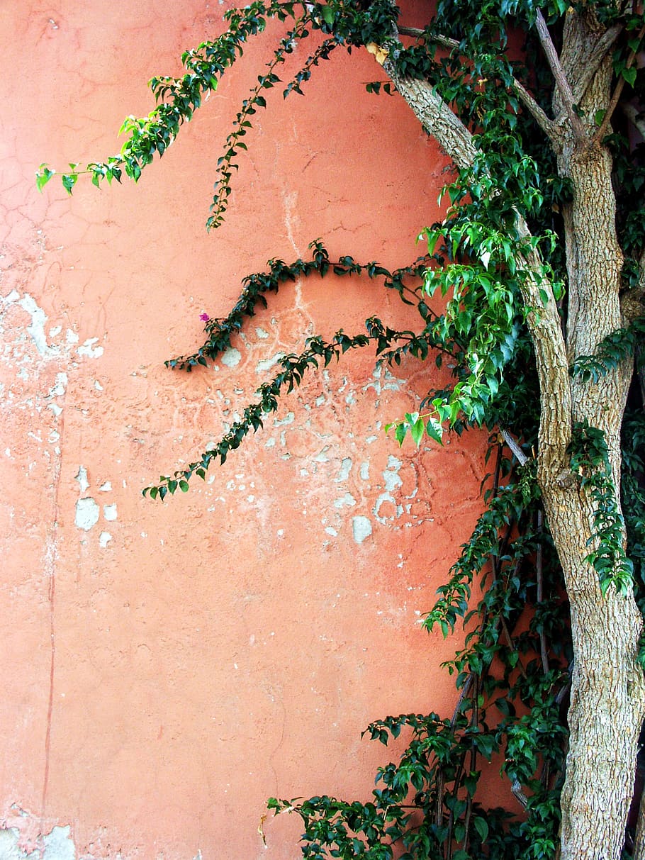 green leafed tree near orange wall, background, stone, pink HD wallpaper