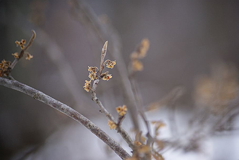 branch, winter, wood, plant, nature, tree, no people, close-up HD wallpaper