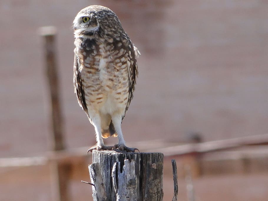 Owl, Hunting, Observation, bird, animal, wildlife, nature, bird of Prey HD wallpaper