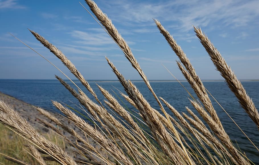 nature, summer, sky, waters, tranquility, plant, beauty in nature HD wallpaper