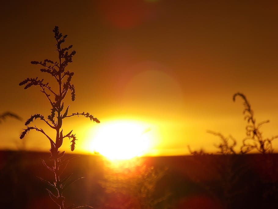 summer, sunset, nature, sky, beauty in nature, sunlight, plant HD wallpaper