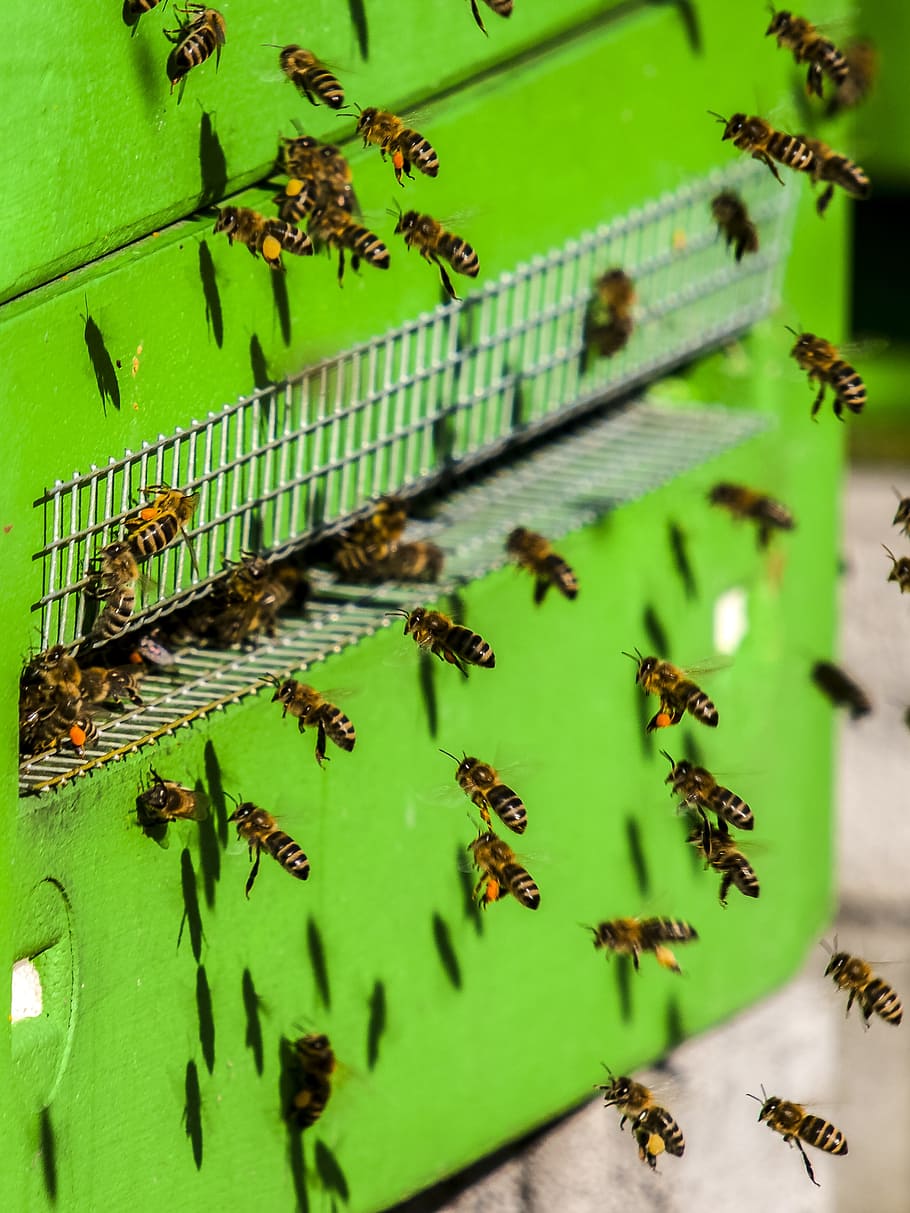 Bee, Honey, Honey Bee, Insect, Nature, Animal, large group of animals HD wallpaper