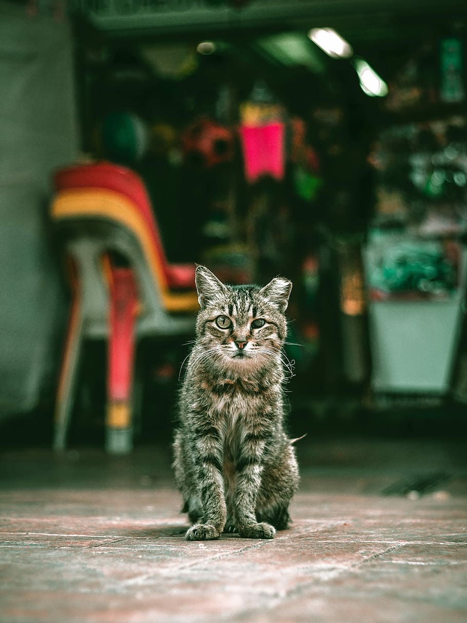 brown tabby cat sitting near chairs, selective focus photography of gray tabby cat sitting outside