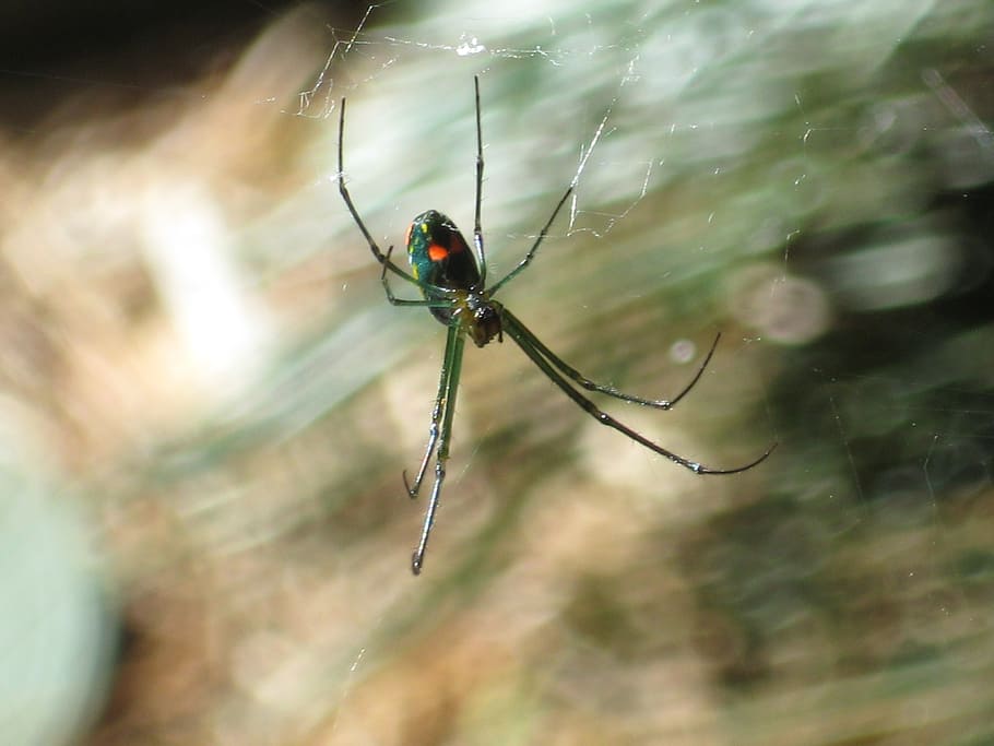 spider, web, insect, creepy, nature, outside, arachnophobia HD wallpaper